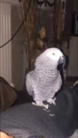 Lost African Grey