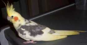 Lost Cockatiel