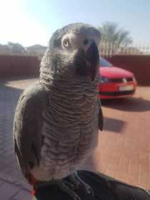 Lost African Grey