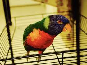 Lost Lory / Lorikeet