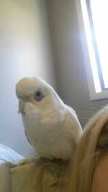 Lost Corella Cockatoo