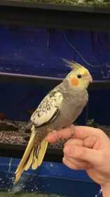 Lost Cockatiel