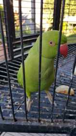 Lost Indian Ringneck Parakeet