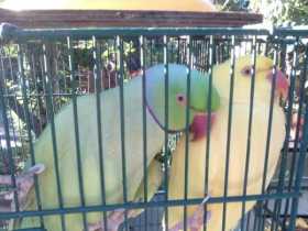 Lost Indian Ringneck Parakeet