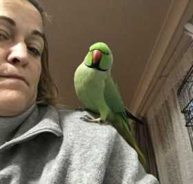 Lost Indian Ringneck Parakeet