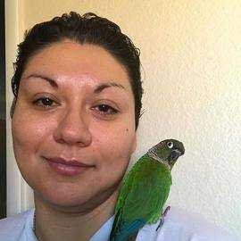 Lost Conure