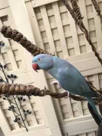 Lost Indian Ringneck Parakeet