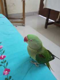 Lost Alexandrine