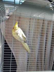 Lost Cockatiel