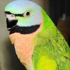 Lost Mustached / Moustached Parakeet