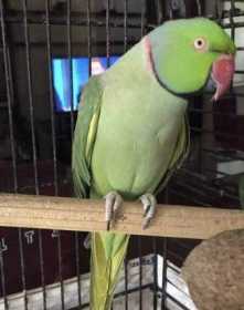 Lost Indian Ringneck Parakeet