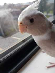 Lost Cockatiel