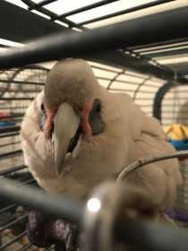 Lost Corella Cockatoo