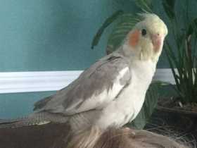 Lost Cockatiel