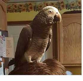 Lost African Grey