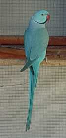 Lost Indian Ringneck Parakeet