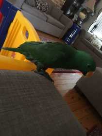 Lost Eclectus