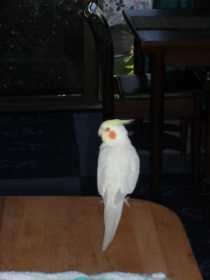 Lost Cockatiel