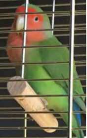 Lost Lovebird