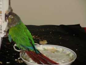 Lost Conure