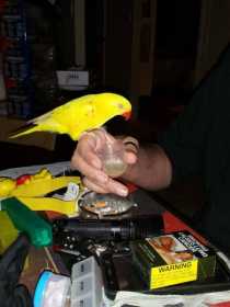 Lost Lory / Lorikeet