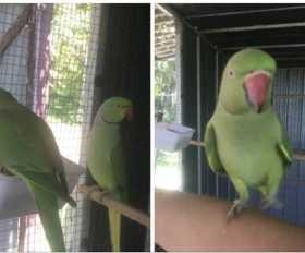 Lost Australian Ringneck Parakeet