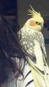 Lost Cockatiel