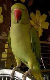 Lost Indian Ringneck Parakeet