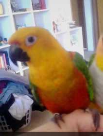 Lost Conure