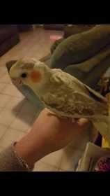 Lost Cockatiel