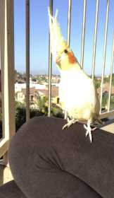 Lost Cockatiel