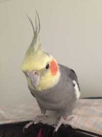 Lost Cockatiel