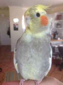 Lost Cockatiel
