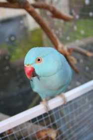 Lost Indian Ringneck Parakeet