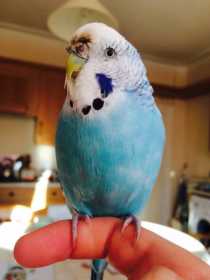 Lost Budgerigar