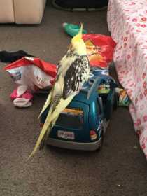 Lost Cockatiel