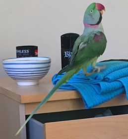 Lost Alexandrine