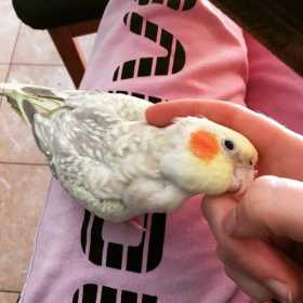 Lost Cockatiel