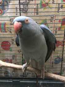 Lost Indian Ringneck Parakeet