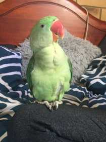 Lost Alexandrine