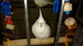 Lost Cockatiel