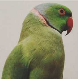 Lost Indian Ringneck Parakeet