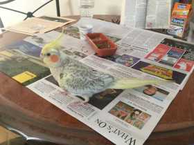 Lost Cockatiel