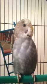 Lost Budgerigar