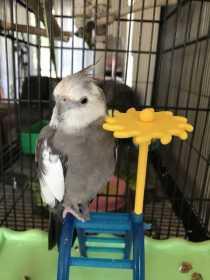 Lost Cockatiel