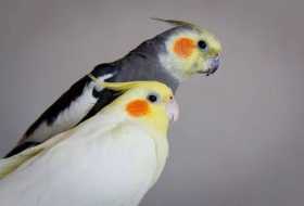 Lost Cockatiel