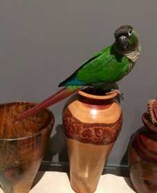 Lost Conure