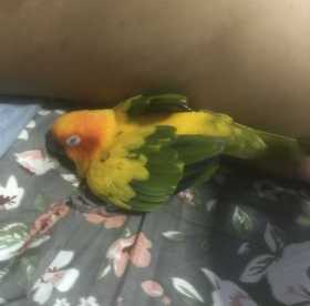 Lost Conure