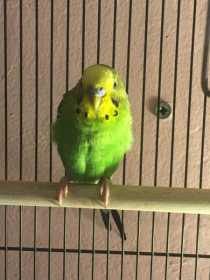 Lost Parakeet