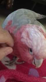 Lost Galah Cockatoo